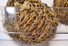 Rose of Jericho. You will receive 2 huge plants  Free USPS Ground Shipping picture