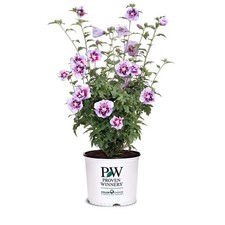 Proven Winners 2 Gal. Purple Pillar Rose of Sharon (Hibiscus) Shrub picture