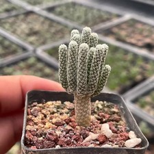 2-3CM Succulent Cactus Plant Turbinicarpus Pseudomacrochele Minimus Cactaceae picture