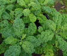 500 DWARF BLUE CURLED SCOTCH KALE SEEDS | 2026  NON GMO HEIRLOOM picture