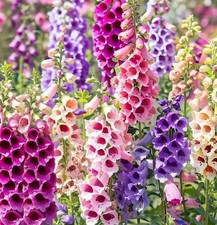 🌸 1000+ FOXGLOVE EXCELSIOR MIX SEEDS | AUTUMN | DEER RESISTANT  picture