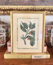 Antique Original 1808 Curtis Hand Colored Botanical Engraving Framed Floral Art picture
