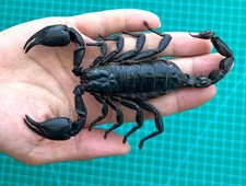 Real Giant Scorpion Taxidermy Specimen Preserved Insect Oddities Decor 1,2,6 PCS picture