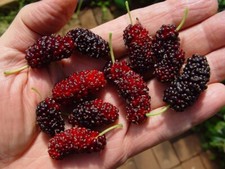 THAI DWARF MULBERRY - EASILY WORLD