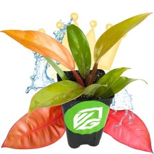 Philodendron Prince of Orange - Philodendron picture