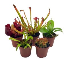 Carnivorous Plant Assortment Set, 5 Live Different Potted Plants in 2 inch Pots picture