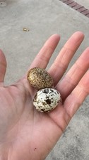 ALL COLORS - 36 Coturnix Quail Fertile Hatching Eggs - 3 Dozen picture