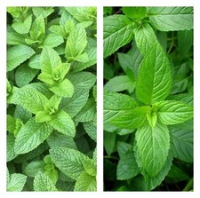 Mixed Mint Seeds 500++ Peppermint + spearmint herb NON-GMO Heirloom Vegetable picture