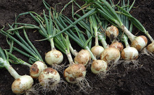 White Sweet Spanish Onion Seeds, NON-GMO, Heirloom, Variety Sizes,  picture