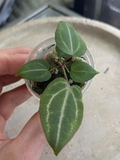 Rare Anthurium Doc Block 'Michelle' × SKG Red Crystallinum 4 Leaves 2.5” Pot picture