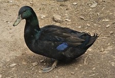 12 Cayuga Duck Hatching Eggs picture