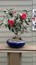Camellia Red Flower picture