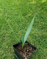 Sabal sp. Defuniak 1 Gallon picture