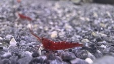 20 + 2 Sulawesi Cardinal Shrimp - Live Aquarium Shrimp Overnight  Shipping picture