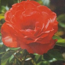 Impatient Floribunda 2 Gal. Orange Red Live Bush Plants Shrub Plant Fine Roses picture