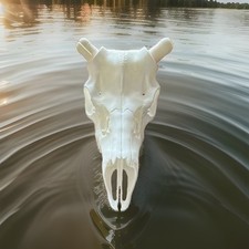 Mule deer euro mount Skull Large Animal Taxidermy   picture