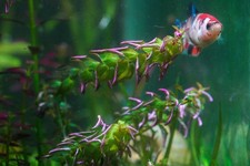 2 Stems Rotala Macrandra 'Pearl Type 2' - Submersed Grown Aquarium Plant picture
