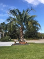 Butiagrus Seeds  F1 Hybrid Mule Palm Seeds.  Rarely Ever Offered  Cold Hardy picture