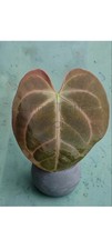Anthurium Anthurium Hoffmanii x Pink Lemonade two-leaf EXACT plant picture