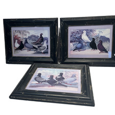 Avian Framed Art Prints Fancy Pigeons Birds Emil Schachtzabel Germany Vintage picture