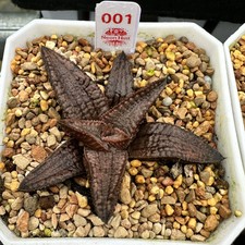 1Piece 5-6cm Seedgrowth Haworthia Cv.Silver Tarantyula Garden Succulent Plant picture