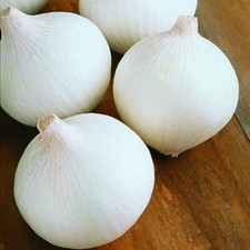 White Sweet Spanish Onion Seeds | Heirloom / Non-GMO |  | 1068 picture