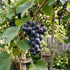 30 Concord Purple Grape Vine Seeds for Planting - Heirloom Seed Blend for Home picture