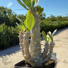 Pachypodium densiflorum Rare Caudex Succulent Exact Plant picture