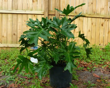 Split Leaf Philodendron {Philodendron selloum} 10 SEEDS USA POST picture