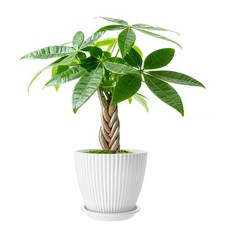 Money Tree Live Braid Plant with Planter picture