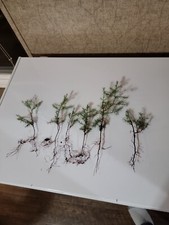 (25) Eastern Red Cedar  Juniper seedling live trees 8-12 + inches picture