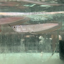 Silver Arowana picture