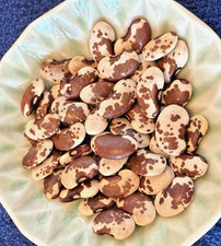 Anasazi beans (Phaseolus vulgaris) Qty: 20 picture