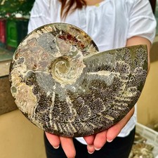 3.68LB  Rare Madagascar colored conch fossil home decoration picture