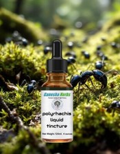 POLYRHACHIS  Wild Mountain Ant  Vicina Roger  LIQUID TINCTURE 4 ounces / 120ML picture