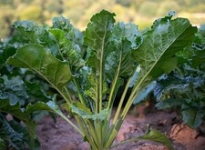 Seven Top Turnip Seeds, Southern Turnip Greens, NON-GMO,  picture