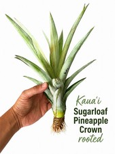 Kauai Sugarloaf Pineapple (Rooted Crown) Immediate Delivery In The US Only picture