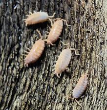 Porcellionides Pruinosus Isopods - Live Bioactive Clean‑Up Crew - Powder Orange+ picture