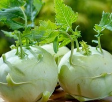 Giant White Kohlrabi Seeds | Heirloom | Non-GMO | Fresh Garden Seeds picture