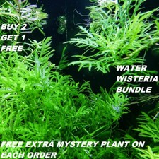 Hygrophila Difformis Bunch Water Wisteria Live Aquarium Plants BUY2GET1FREE picture