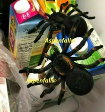 2 Black Flocked Spider/Tarantulas Fake/Prank/Halloween Large 3.75 x 5.5-in picture