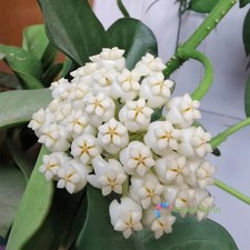 5 Cuttings Hoya Pachyclada Cream Blush Star Flower Robust Wax Vine Home Garden picture