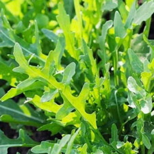 Roquette Arugula Seeds | Heirloom / Non-GMO |  | Seed Store | 1174 picture