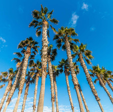 Mexican Fan Palm Live Plant - Washingtonia robusta - Fast Growing - Size #1 picture