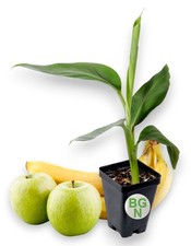 FHIA-02 Mona Lisa Banana - Dessert Banana - RARE Dwarf Banana picture