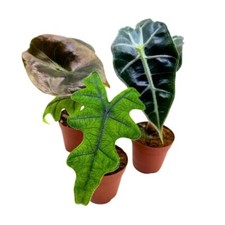 Rare Alocasia Assortment, 2 inch Set of 3, Jacklyn, Cuprea Pixi picture