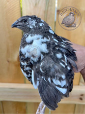 12 JUMBOS RARE COLORS Coturnix Quail Hatching eggs -  mixed variety picture