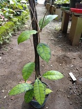 Real Picture Hoya Callistophylla Emerald Green Rare Plant picture