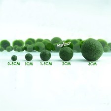 Marimo moss 5 balls variety pack  a Live Aquarium Plant  Fish Tank plant picture