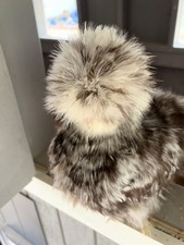 6+ Mottled Silkie Hatching Eggs, KnownBreeder Lines, Show Quality, NPIP/AI Clean picture